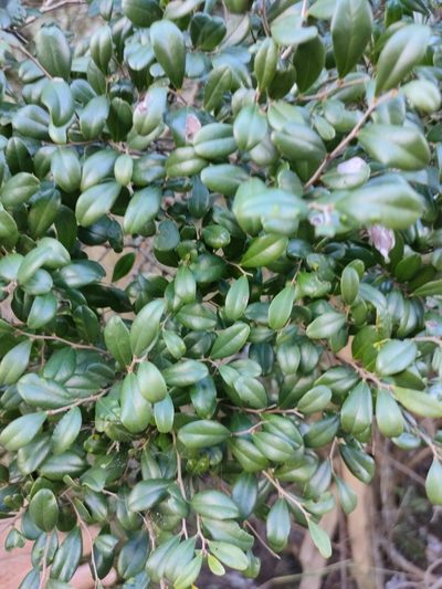 Diospyros humilis, photographed by Tony van Kampen