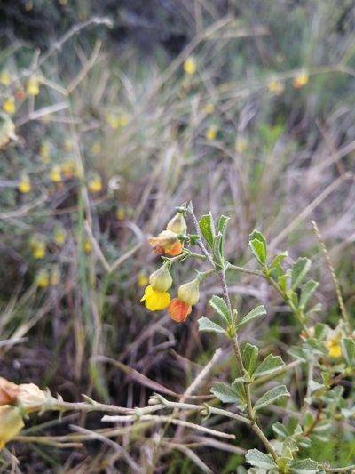 Hermannia cuneifolia, photographed by Danie Palm