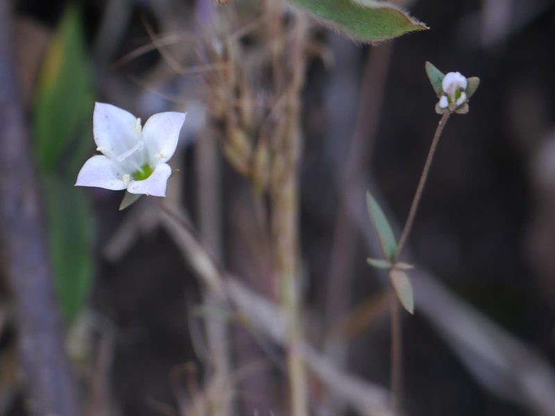 Oldenlandia stocksii, photographed by Dinesh Valke