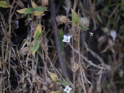 Oldenlandia stocksii, photographed by Dinesh Valke