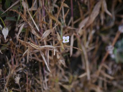 Oldenlandia stocksii, photographed by Dinesh Valke