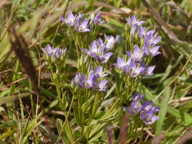 Swertia raveendrae, photographed by Dinesh Valke