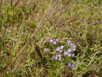 Swertia raveendrae, photographed by Dinesh Valke