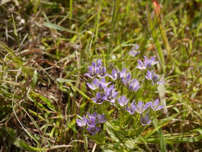 Swertia raveendrae, photographed by Dinesh Valke
