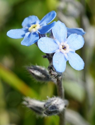 Myosotis decumbens, photographed by Patrick Hacker