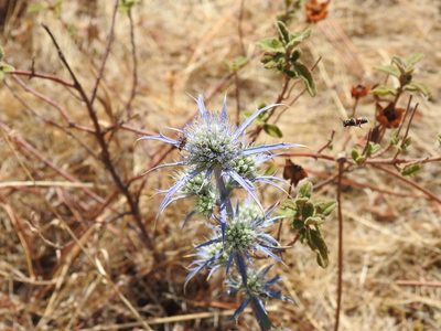 Eryngium dilatatum, photographed by Duarte Frade