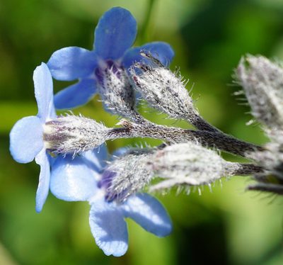 Myosotis decumbens, photographed by Patrick Hacker