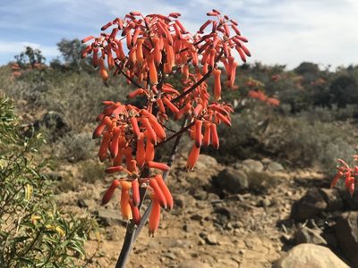 Aloe striata, photographed by Andrew Gillespie