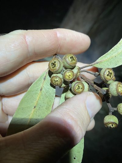 Eucalyptus tindaliae, photographed by Greg Tasney