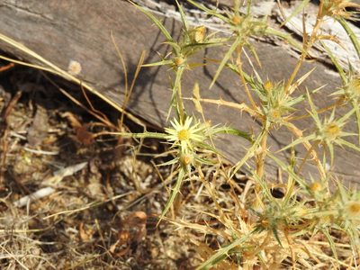 Carlina racemosa, photographed by Duarte Frade