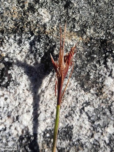 Tetraria maculata, photographed by Chris Vynbos