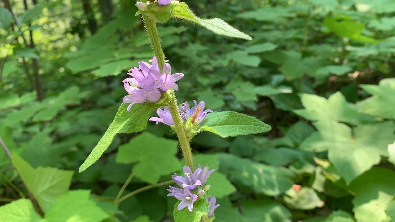Campanula cervicaria, photographed by Lorie Shaull