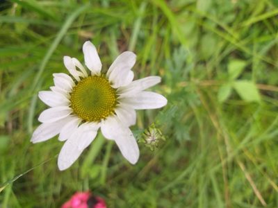 Chrysanthemum zawadzkii, photographed by З. Цэгмэд