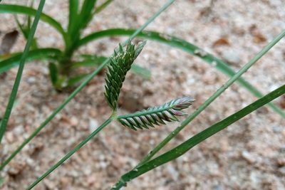 Eleusine tristachya, photographed by Josep Gesti
