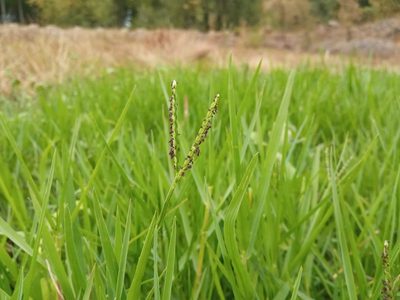 Paspalum distichum, photographed by Josep Gesti
