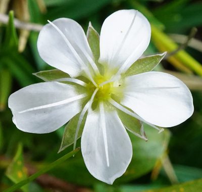 Arenaria ciliata, photographed by Patrick Hacker