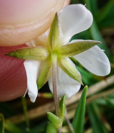 Arenaria ciliata, photographed by Patrick Hacker