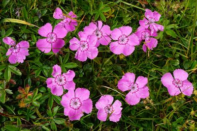 Dianthus alpinus, photographed by Patrick Hacker
