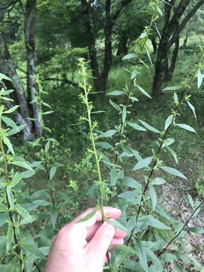 Solidago speciosa, photographed by Dan Wilder