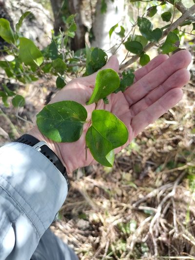 Glossocarya hemiderma, photographed by Tony van Kampen