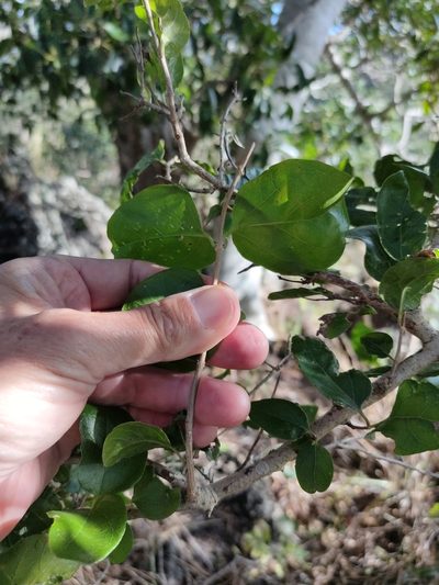 Glossocarya hemiderma, photographed by Tony van Kampen