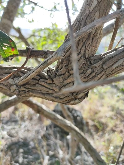 Glossocarya hemiderma, photographed by Tony van Kampen