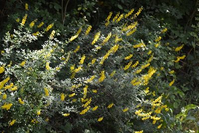 Cytisus nigricans, photographed by Pavel Kacl