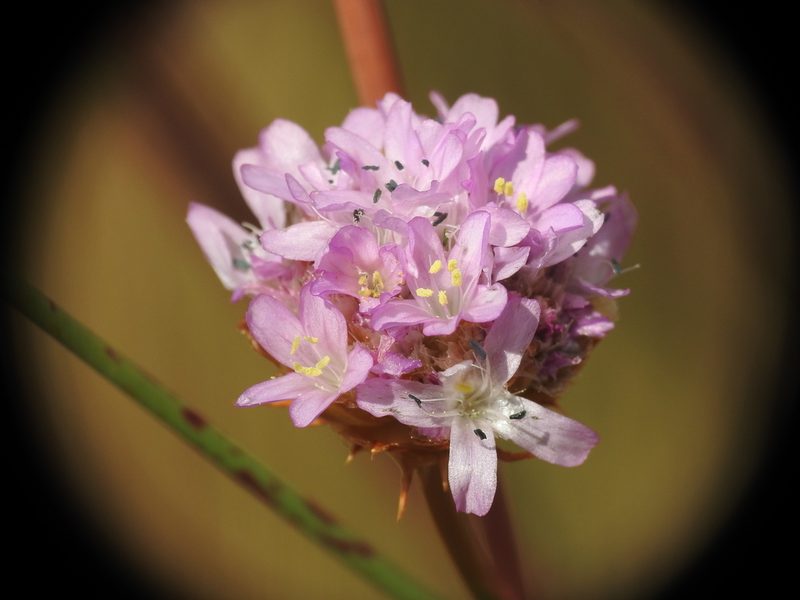 Armeria arenaria, photographed by Yves Bas