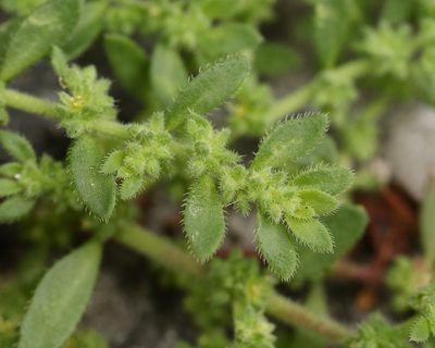 Herniaria hirsuta, photographed by Alexis Tinker-Tsavalas