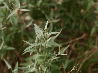 Atriplex oblongifolia, photographed by Alexis Tinker-Tsavalas