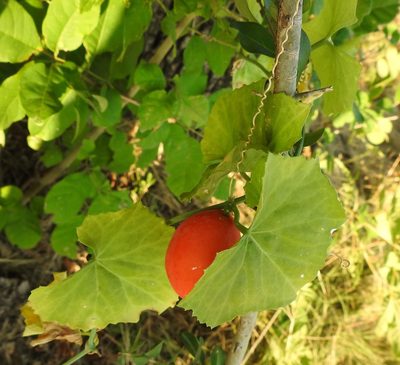 Ibervillea lindheimeri, photographed by saltyhiker