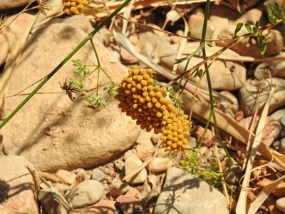 Achillea ageratum, photographed by Duarte Frade
