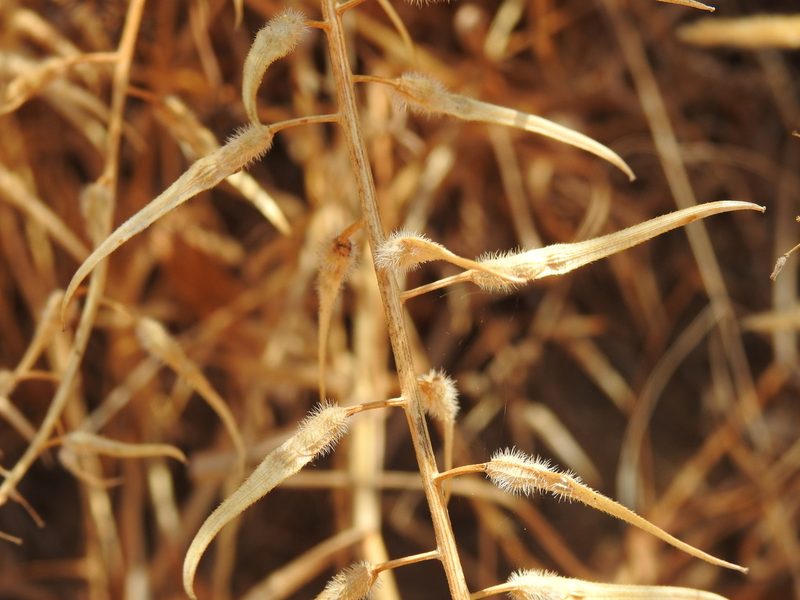Sinapis alba, photographed by Duarte Frade