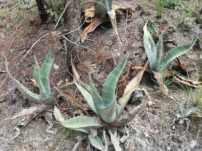 Agave asperrima, photographed by M. Socorro González Elizondo