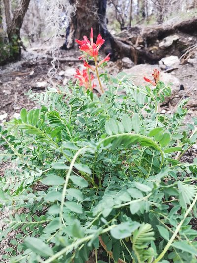 Astragalus sanguineus, photographed by M. Socorro González Elizondo