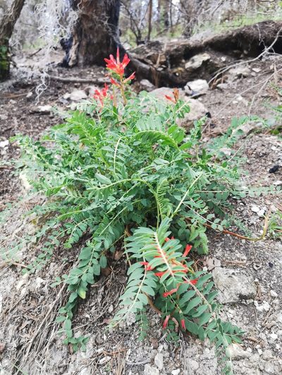 Astragalus sanguineus, photographed by M. Socorro González Elizondo