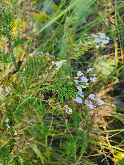 Astragalus sulcatus, photographed by Анна Митрошенкова