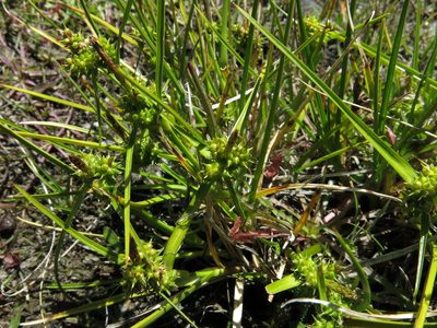 Carex flaviformis, photographed by John Barkla