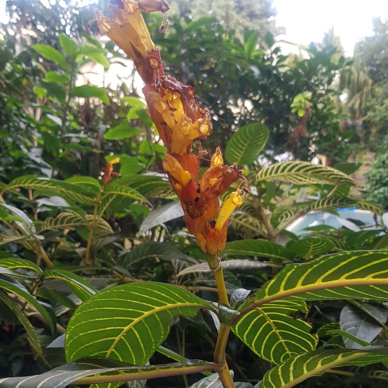 Sanchezia oblonga, photographed by Margaret Burger