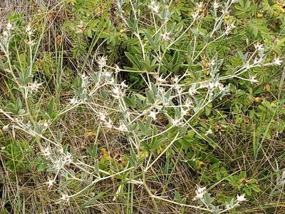 Pediomelum argophyllum, photographed by Craig Martin