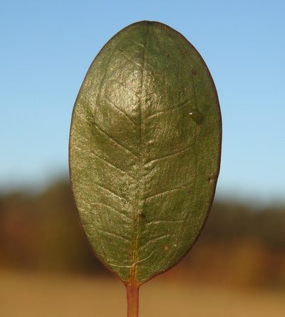 Luronium natans, photographed by Thomas Gyselinck