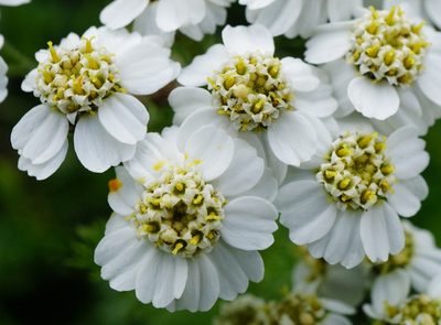 Achillea clusiana, photographed by Patrick Hacker