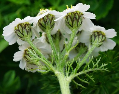 Achillea clusiana