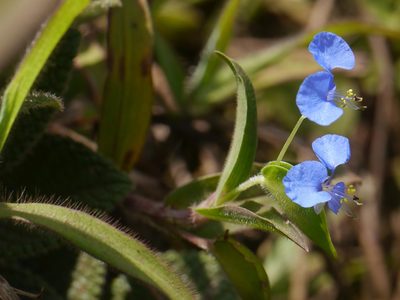 Commelina hirsuta, photographed by Dinesh Valke