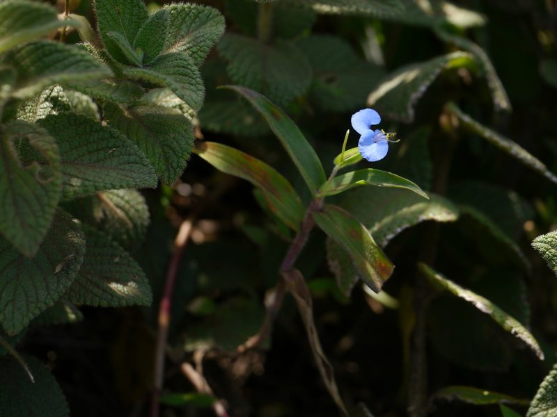 Commelina hirsuta, photographed by Dinesh Valke