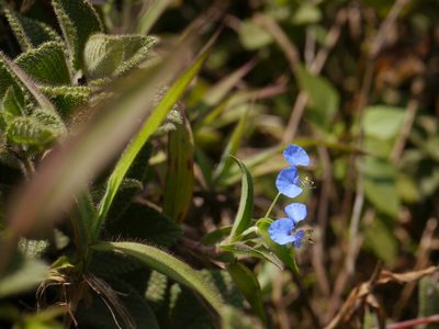 Commelina hirsuta, photographed by Dinesh Valke