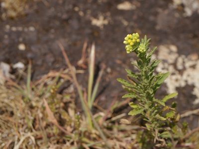 Erigeron trilobus, photographed by Dinesh Valke
