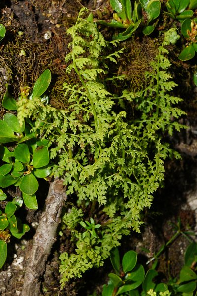 Cystopteris alpina, photographed by Patrick Hacker