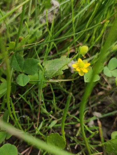 Halerpestes sarmentosa, photographed by Юлия