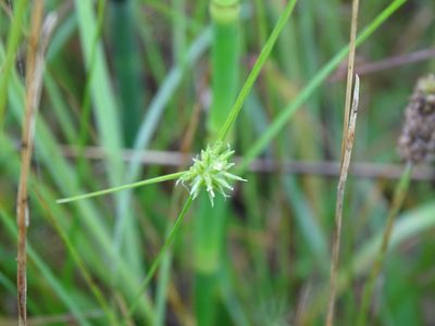 Cyperus lupulinus, photographed by Reuven Martin